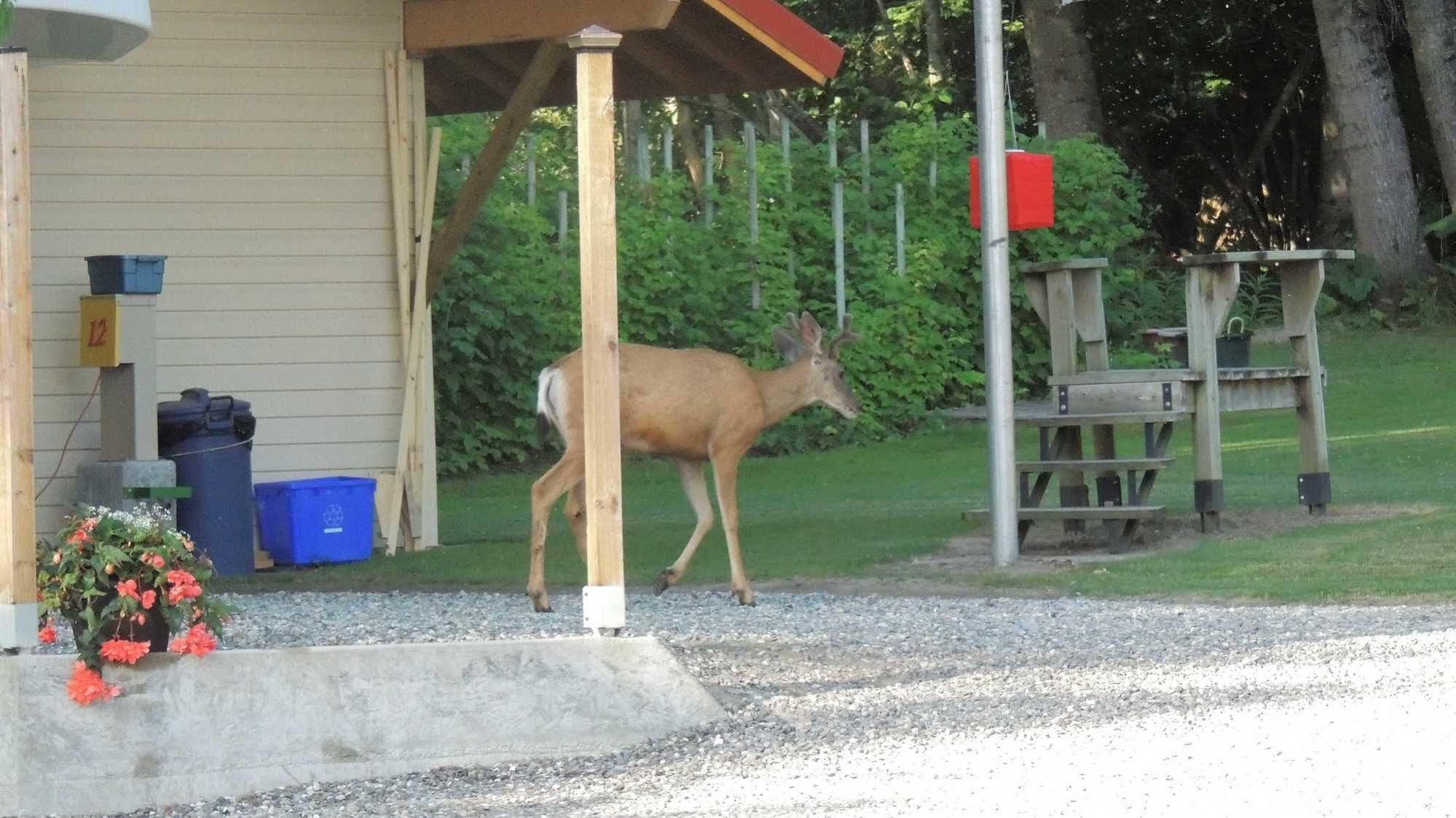 Viewpoint Rv & Cottages Salmon Arm Extérieur photo